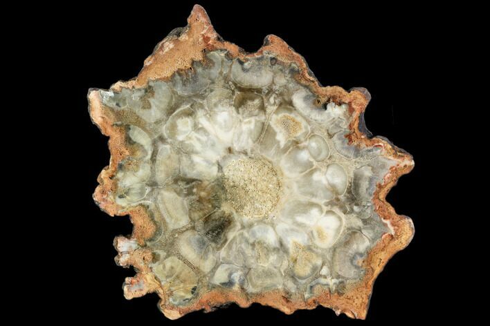 Petrified Seed Fern (Rhexoxylon) Slab - Zimbabwe #112029